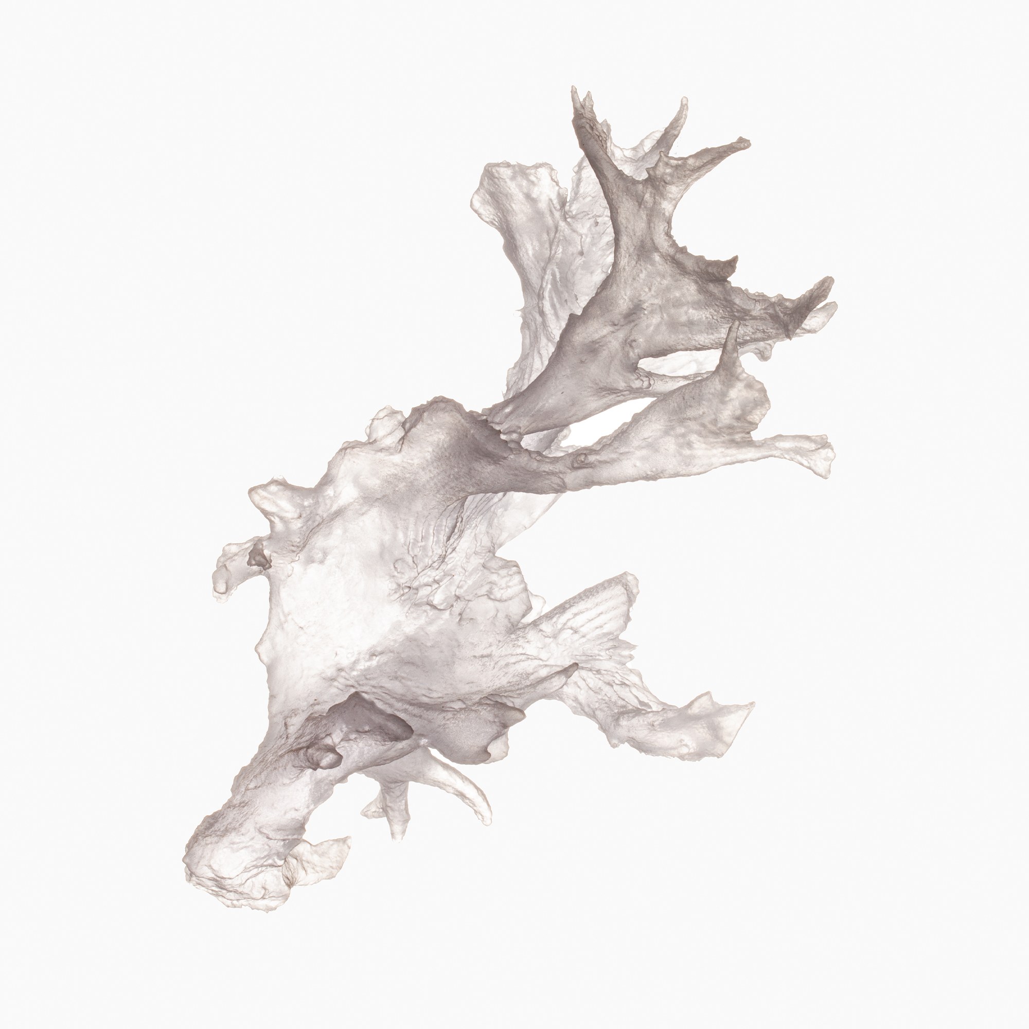 Clear 3D print (No.04)