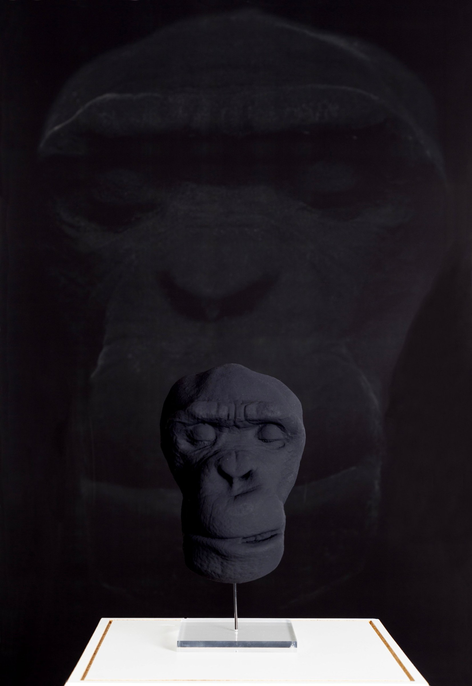 Death Mask of a Chimpanzee (installation view)